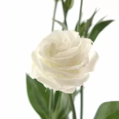 EUSTOMA G CESSNA WHITE