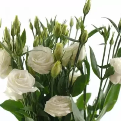 EUSTOMA G CESSNA WHITE