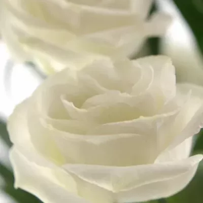 EUSTOMA G CESSNA WHITE