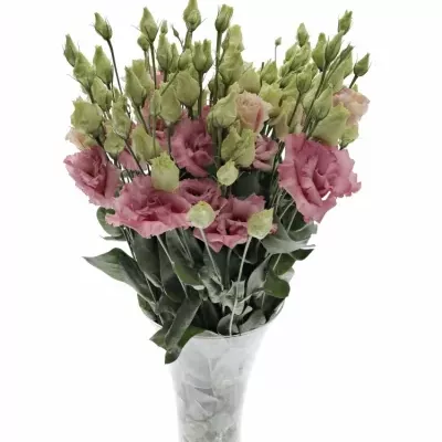 Eustoma G CORELLI APRICOT 65cm/5+