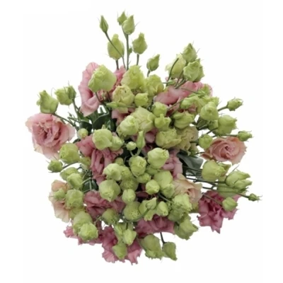 Eustoma G CORELLI APRICOT