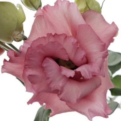 Eustoma G CORELLI APRICOT