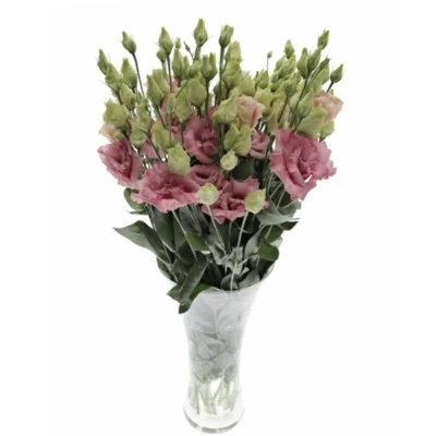 Eustoma G CORELLI APRICOT