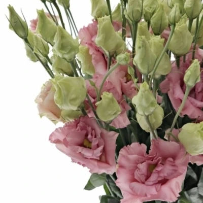 Eustoma G CORELLI APRICOT