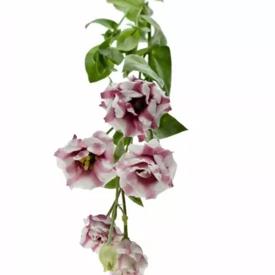 EUSTOMA G FLEUREL PINK 70cm/5+