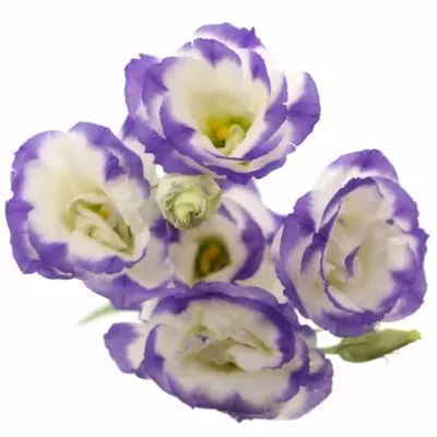 Eustoma G MARIACHI PICOTEE BLUE