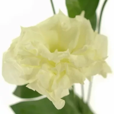 Jícnovka GMEGALO MEGA WHITE 75m/5+