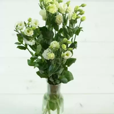 Jícnovka G MINILISI WHITE 70cm/9+