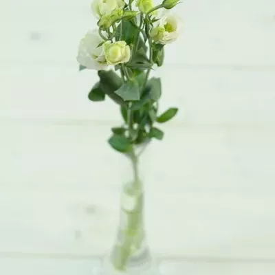 Jícnovka G MINILISI WHITE 70cm/9+