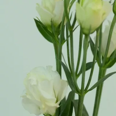 Jícnovka G MINILISI WHITE 70cm/9+