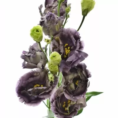 Jícnovka G ROSANNE BLACK PEARL 70cm/5+