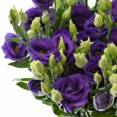 EUSTOMA G ROSITA BLUE 