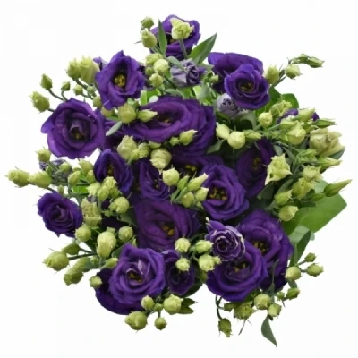 EUSTOMA G ROSITA BLUE 