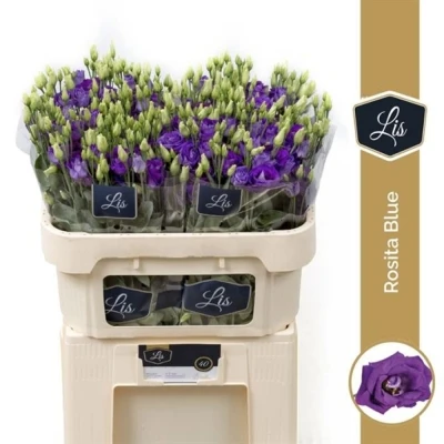 EUSTOMA G ROSITA BLUE 