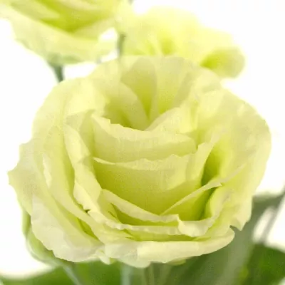 Jícnovka G ROSITA GREEN 75cm/5+