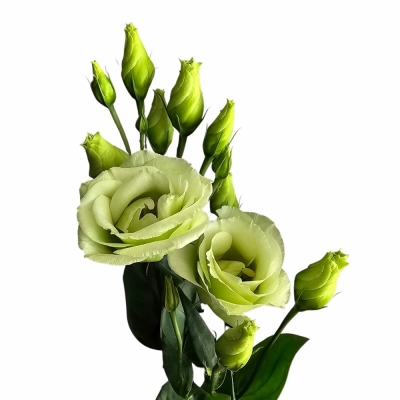 EUSTOMA G ROSITA GREEN