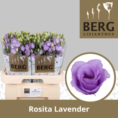 EUSTOMA G ROSITA LAVENDER 