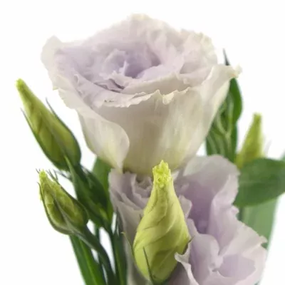 Jícnovka G SUPER MAGIC LAVENDER 60cm/5+