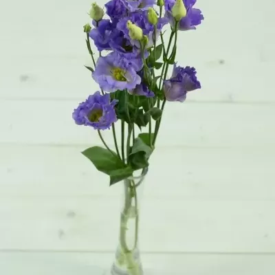 Jícnovka G SURPRISE MISTY BLUE 70cm/5+