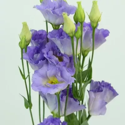 Jícnovka G SURPRISE MISTY BLUE 70cm/5+