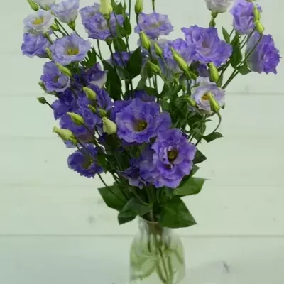 Jícnovka G SURPRISE MISTY BLUE 70cm/5+