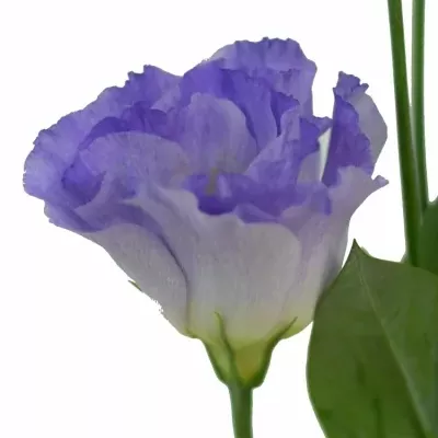 Jícnovka G SURPRISE MISTY BLUE 70cm/5+