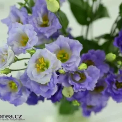 Jícnovka G SURPRISE MISTY BLUE 70cm/5+