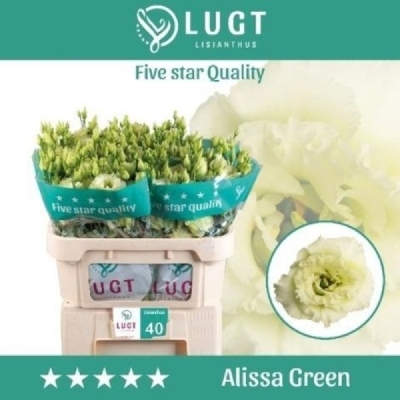 Jícnovka G ALISSA GREEN 60cm/5+