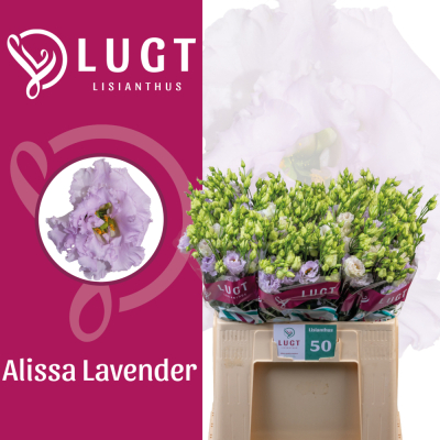 Jícnovka RUSSELLIANUM G ALISSA LAVENDER 70 cm / 5+