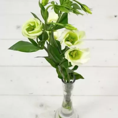 Jícnovka PICCOLO GREEN 75cm/5+