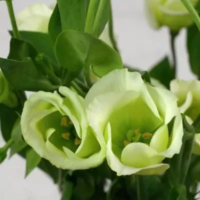 Jícnovka PICCOLO GREEN 75cm/5+