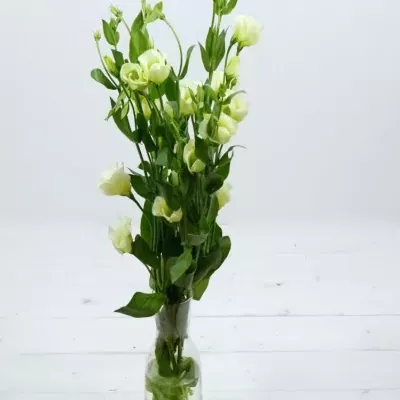 Jícnovka PICCOLO GREEN 75cm/5+