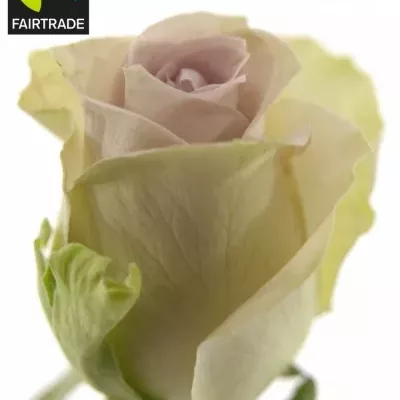 Fairtrade Fialová růže MORNING DEW! 50cm