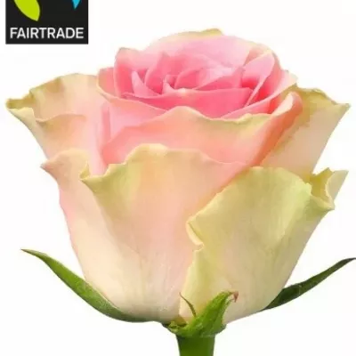 Fairtrade svazek růží TOP GEAR! 50cm (S)