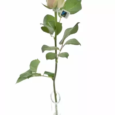 Fairtrade krémovorůžová růže TOP GEAR!