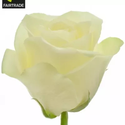 Fairtrade zväzok ruží snowstorm 50cm (S)