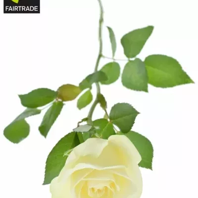 Fairtrade zväzok ruží snowstorm 50cm (S)