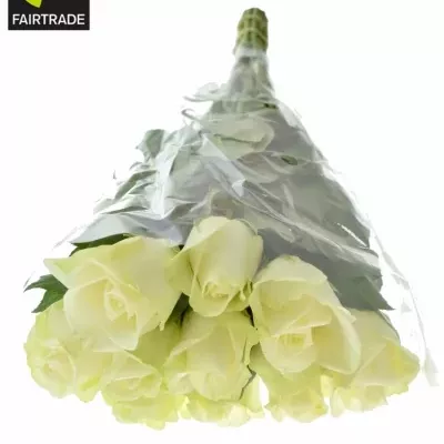 Fairtrade svazek růží SNOWSTORM 50cm (S)