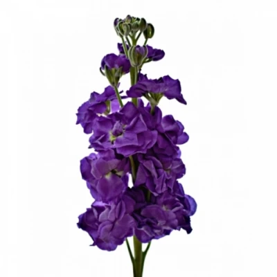 Matiola ANYTIME SEA BLUE 50cm