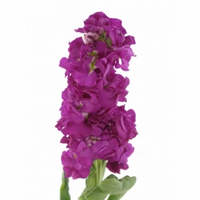 Fiala CENTUM ROSE 45cm