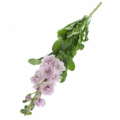 Fiala INCANA ANYTIME PINK