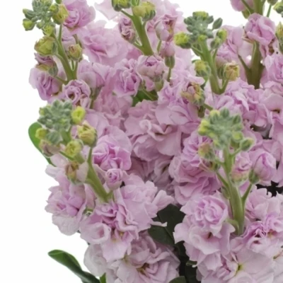 Fiala INCANA ANYTIME PINK