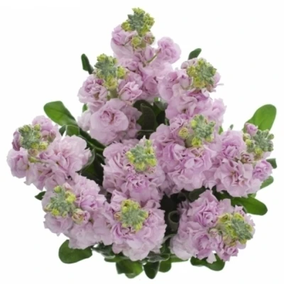 Fiala INCANA ANYTIME PINK