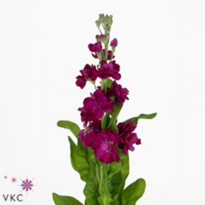 Fiala INCANA ANYTIME RED 50cm