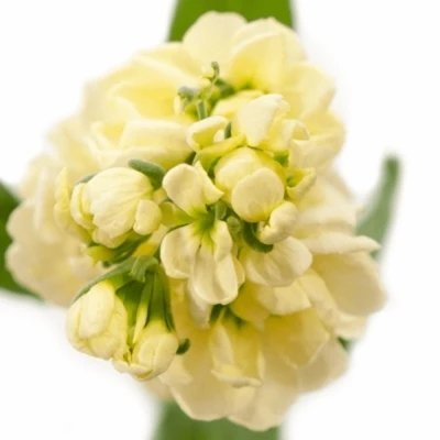 Fiala INCANA CENTUM CREAM