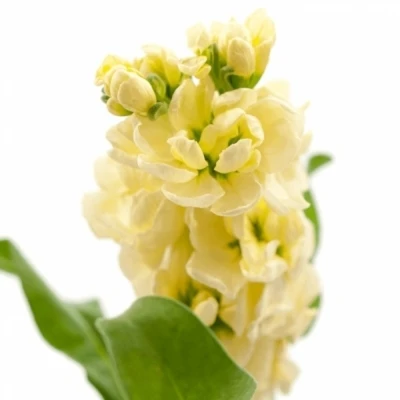 Fiala INCANA CENTUM CREAM