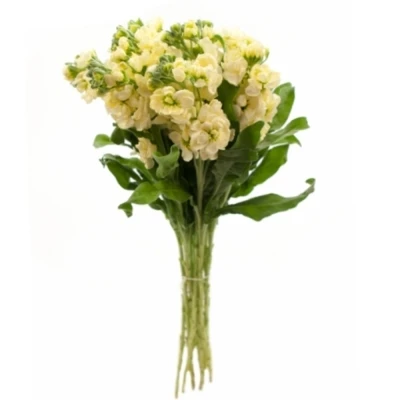 Fiala INCANA CENTUM CREAM