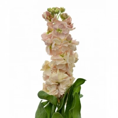 Fiala INCANA COSELJA APRICOT 50cm