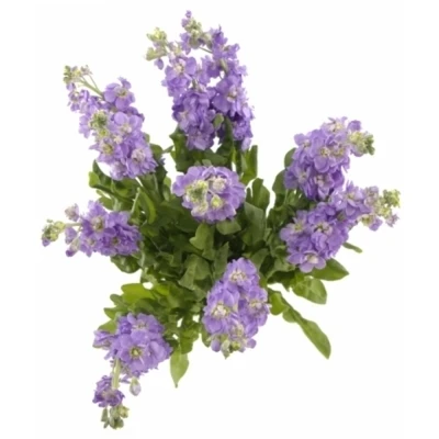 Fiala INCANA IMPALA LAVENDER