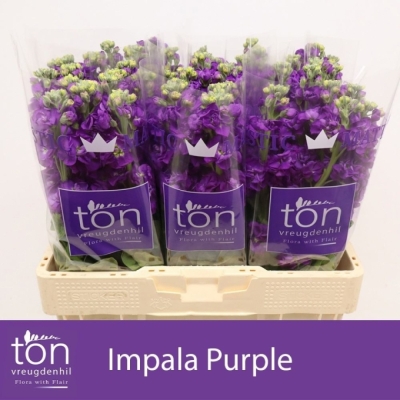 Fiala INCANA IMPALA PURPLE 45 cm
